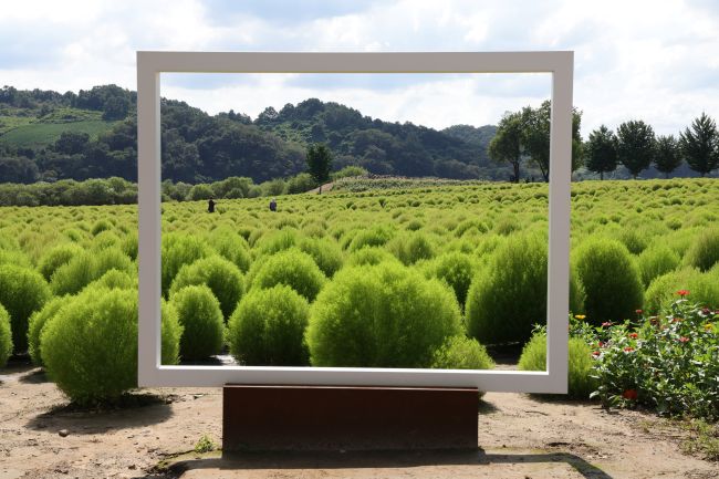 New Kochia Garden Along Imjin River Offers Autumn Escape Near Seoul New Kochia Garden Along Imjin River Offers Autumn Escape Near Seoul