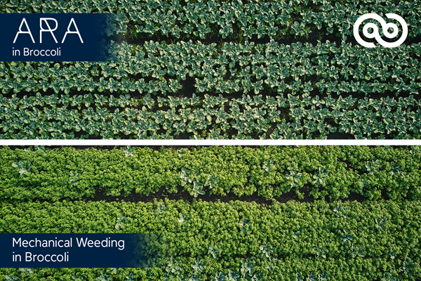 Ecorobotix opens the door to Ultra-High Precision (UHP) treatment in vegetable farming, a world first