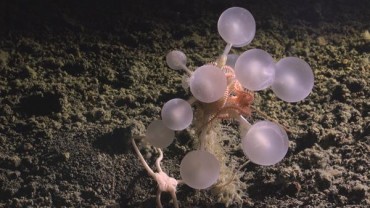 Carnivorous “Death-Ball” Sponge Among 30 New Deep-Sea Species from the Southern Ocean