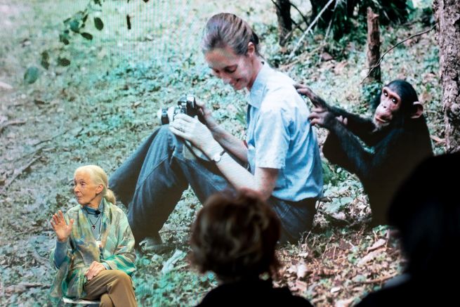 DR. JANE GOODALL (Image courtesy of Sandra Blaser at Flickr/CCL)
