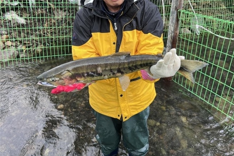 First Returning Salmon of the Season Caught in Taehwa River First Returning Salmon of the Season Caught in Taehwa River