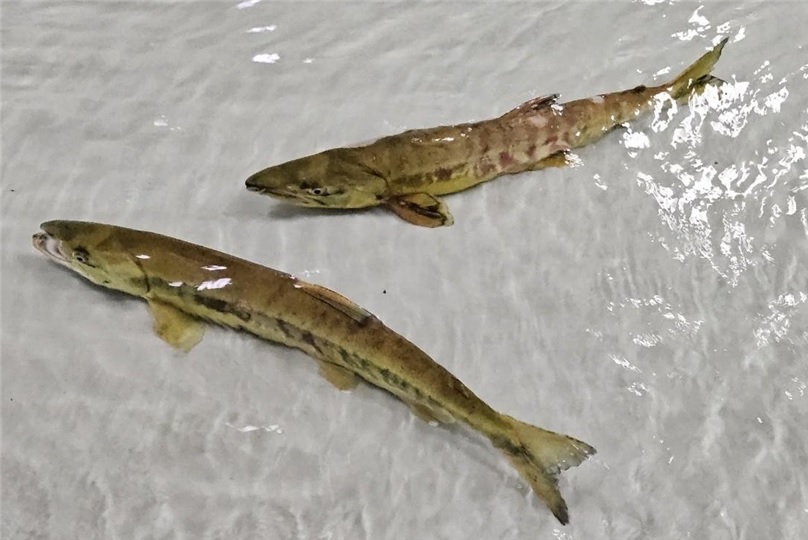 First Salmon Return to Taehwa River, Marking Progress in Restoration Efforts (Yonhap)