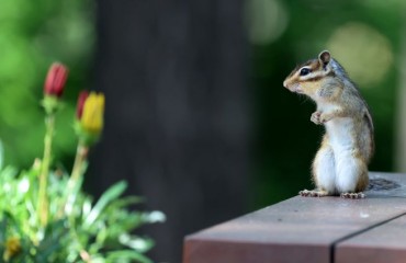 Study Finds June Afternoons Best for Forest Bathing in Kangwon Province