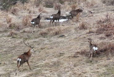 Jeju Plans Crackdown on Deer and Pigeon Feeding to Protect Local Ecosystem