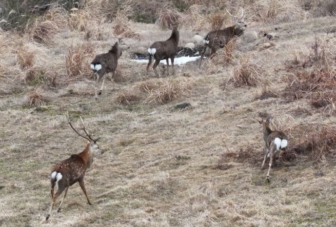Jeju Plans Crackdown on Deer and Pigeon Feeding to Protect Local Ecosystem Jeju Plans Crackdown on Deer and Pigeon Feeding to Protect Local Ecosystem