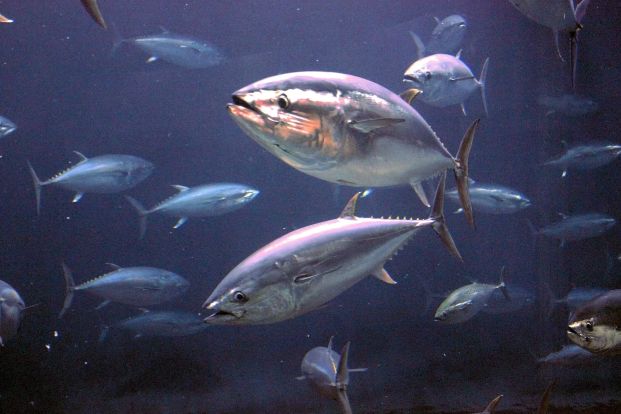 Asian Mercury Emissions Found to Accumulate in Pacific Marine Life, Korean-Led Study Shows Asian Mercury Emissions Found to Accumulate in Pacific Marine Life, Korean-Led Study Shows