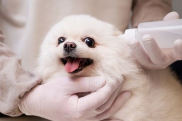 Heavy Metals in Household Dust Aggravate Pet Atopic Dermatitis, Researchers Say