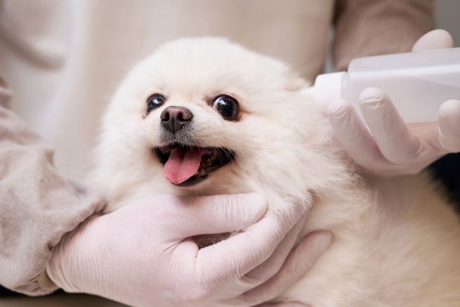 Heavy Metals in Household Dust Aggravate Pet Atopic Dermatitis, Researchers Say Heavy Metals in Household Dust Aggravate Pet Atopic Dermatitis, Researchers Say