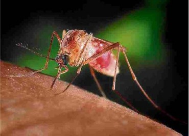 Tropical Mosquito Species Found in Korea for First Time, Raising Climate-Linked Health Concerns