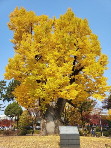Centuries-Old Ginkgo Tree in Cheongju to Be Designated a Natural Monument