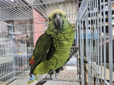 Endangered Amazon Parrot Found at Seoul Café After Drinking Customer’s Coffee