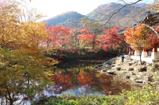 Autumn Peaks at Naejangsan and Baegyangsa as Korea’s Foliage Season Reaches Its Height