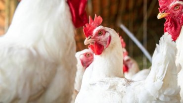 Boehringer Ingelheim obtains two EU CVMP positive opinions for avian influenza vaccines VAXXITEK® HVT+IBD+H5 and VAXXINACT® H5 Boehringer Ingelheim obtains two EU CVMP positive opinions for avian influenza vaccines VAXXITEK® HVT+IBD+H5 and VAXXINACT® H5