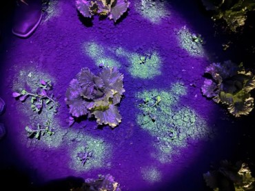 Ecorobotix Showcases World-First AI Capability for Safe, Targeted Use of Non-Selective Contact Herbicides at Agritechnica Ecorobotix Showcases World-First AI Capability for Safe, Targeted Use of Non-Selective Contact Herbicides at Agritechnica