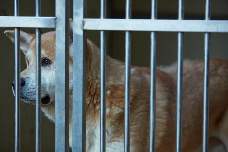 South Korea Nears End of Dog Meat Farming as Closures Accelerate Nationwide