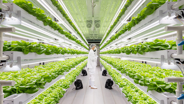Korea Bets on ‘Physical A.I.’ to Reinvent Farming and Food Industries