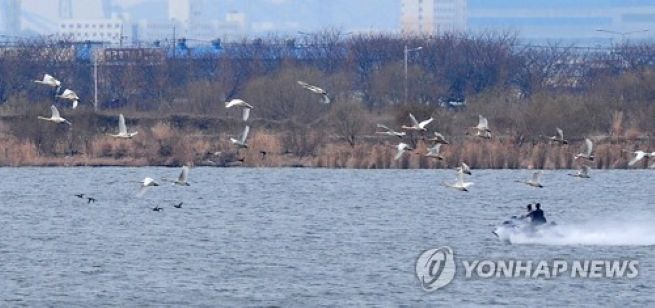 Water leisure boats chasing away whooper swans