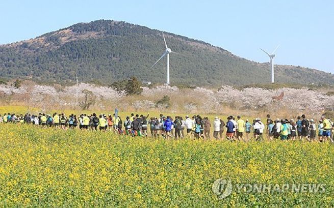 Participants in the Jeju International Trail Running event are seen running this April near the Jeju Pony Experience Park by Darabi Oreum in Pyoseon-myeon, Seogwipo City, taking in spring scenery where yellow canola fields and cherry blossoms come together on Jeju Island.