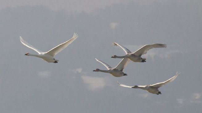 whooper swans in flight