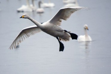 Swans Chased by Boats in Protected Wetlands as Environmental Groups Decry Official Inaction