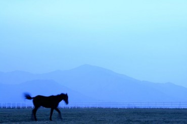As the Year of the Horse Nears, South Korea Confronts a Growing Crisis Over Retired Racehorses