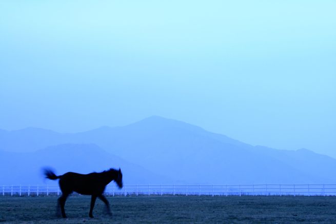 Behind the Track, a Crisis: Retired Racehorses and the Limits of South Korea’s Welfare System (Yonhap)