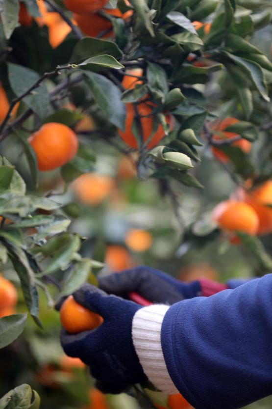 Jeju Debuts Carbon-Free Citrus Grown Using 100% Renewable Energy (Image courtesy of Yonhap)