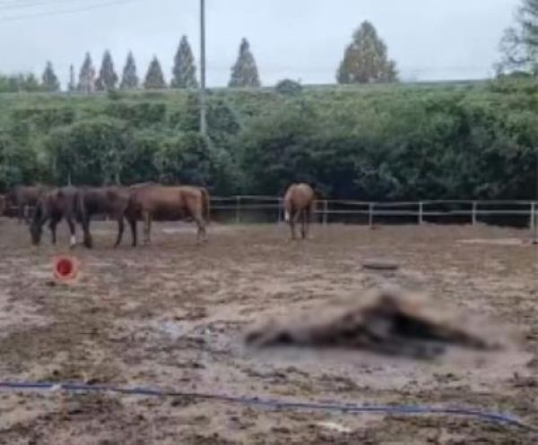 The remains of a horse left abandoned at the center of a so-called “discarded horse farm” in 2024. (Courtesy of Animal Liberation Wave)