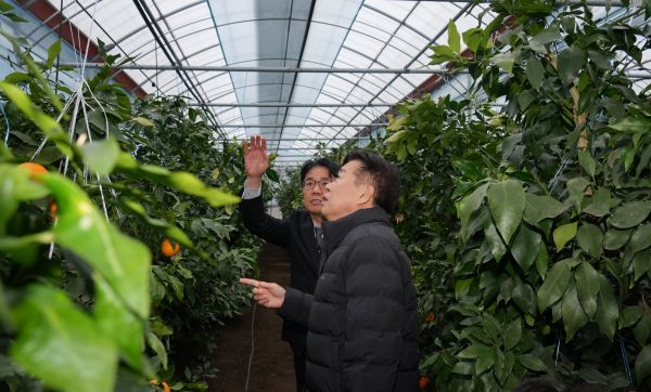 Governor Oh Young-hoon of Jeju inspects an RE100 citrus production site. (Image provided by Jeju Special Self-Governing Province)