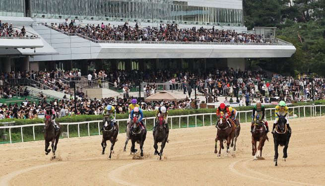 Racehorses are seen charging down the track at LetsRun Park Seoul in Gwacheon, Gyeonggi Province. (Yonhap)