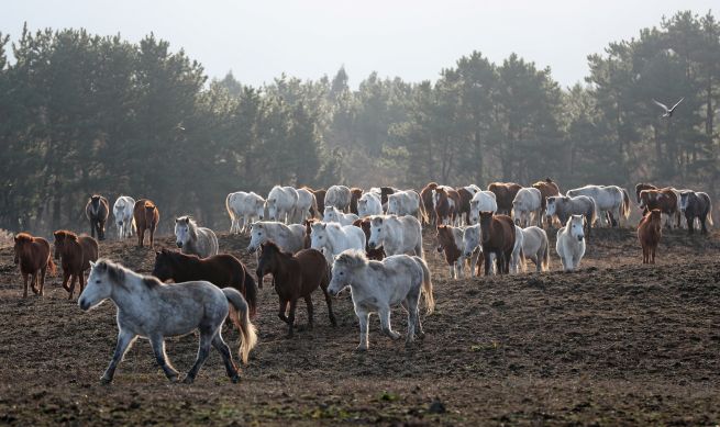 Jeju horses, a designated Natural Monument, greet the rising sun at a grazing field of the Jeju Livestock Research Institute in Nohyeong-dong, Jeju City, on the morning of Dec. 19 last year. According to the Korea Heritage Service’s National Heritage Portal, Jeju horses are known for their gentle temperament, robust constitution, and strong resistance to disease and harsh conditions.