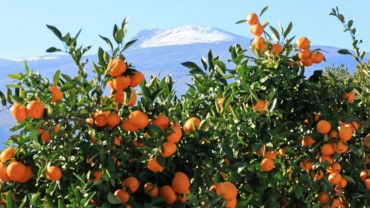 Jeju Launches Korea’s First RE100 Citrus, Powered Entirely by Renewable Energy
