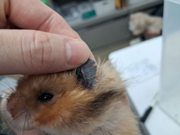 Dozens of Small Animals Rescued From Alleged Abuse After Online Posts Spark Outrage